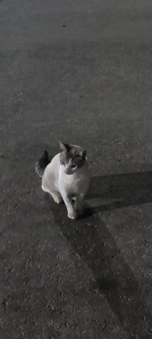 Gato raça SRD-ViraLata idade 7 a 11 meses nome Pierre