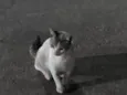 Pierre