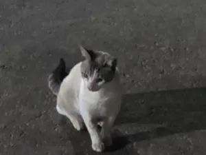 Gato raça SRD-ViraLata idade 7 a 11 meses nome Pierre