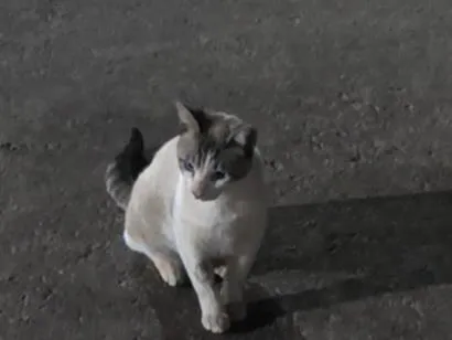 Gato raça SRD-ViraLata idade 7 a 11 meses nome Pierre