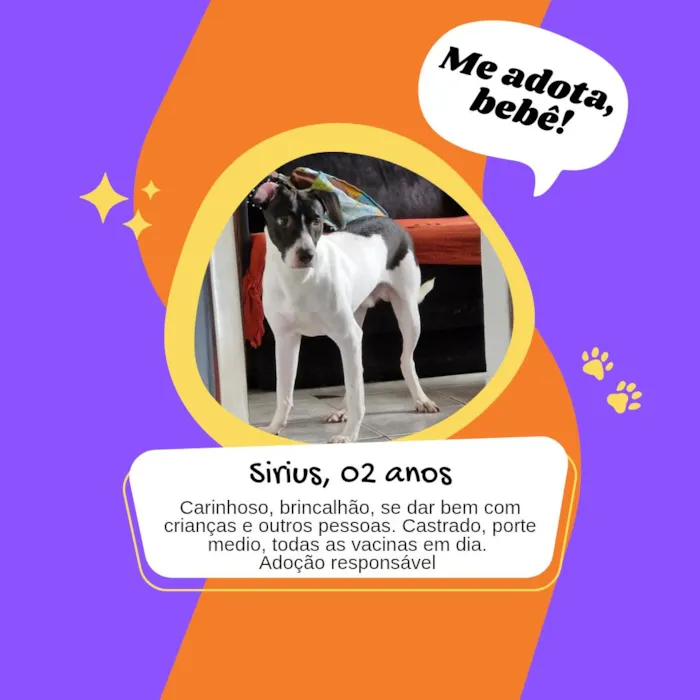Cachorro raça SRD-ViraLata idade 2 anos nome Sirius