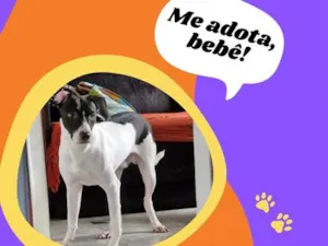 Cachorro raça SRD-ViraLata idade 2 anos nome Sirius