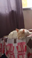 Mingau