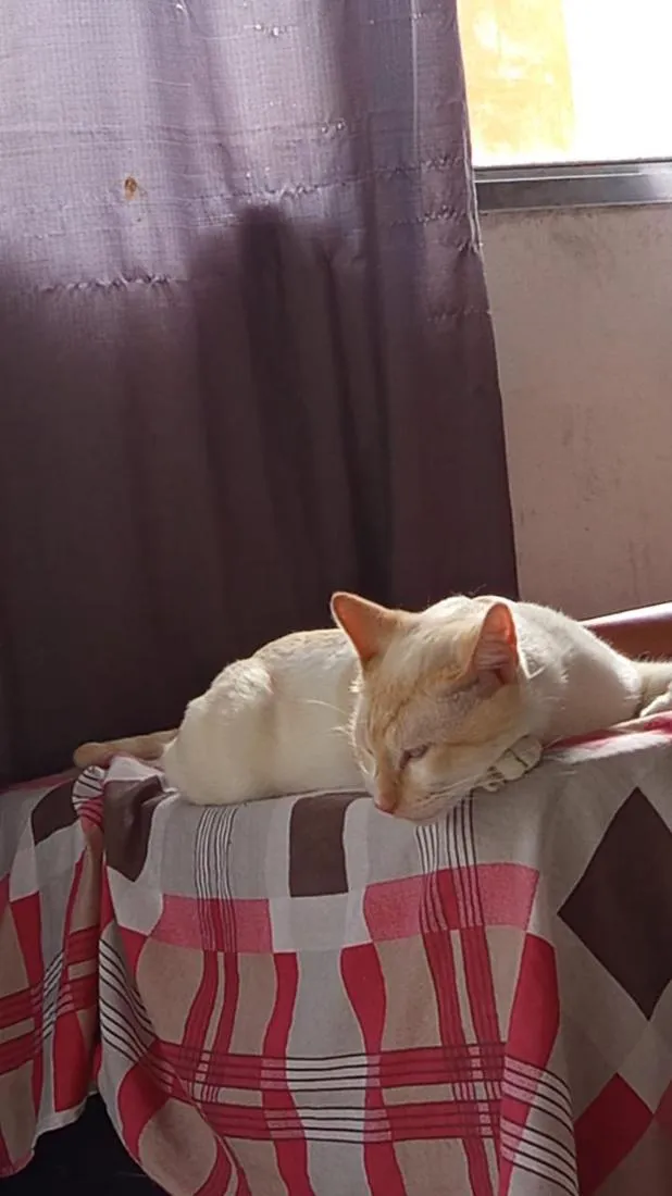 Gato raça SRD-ViraLata idade 2 anos nome Mingau