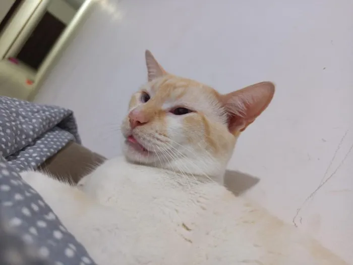 Gato raça SRD-ViraLata idade 2 anos nome Mingau