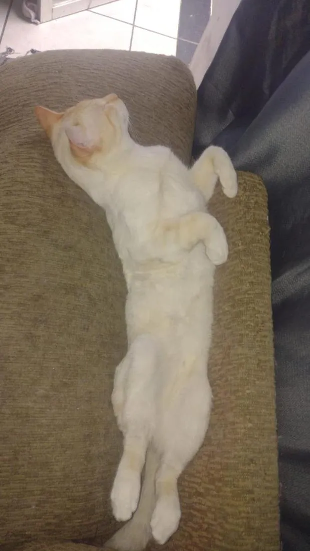 Gato raça SRD-ViraLata idade 2 anos nome Mingau
