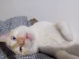 Mingau