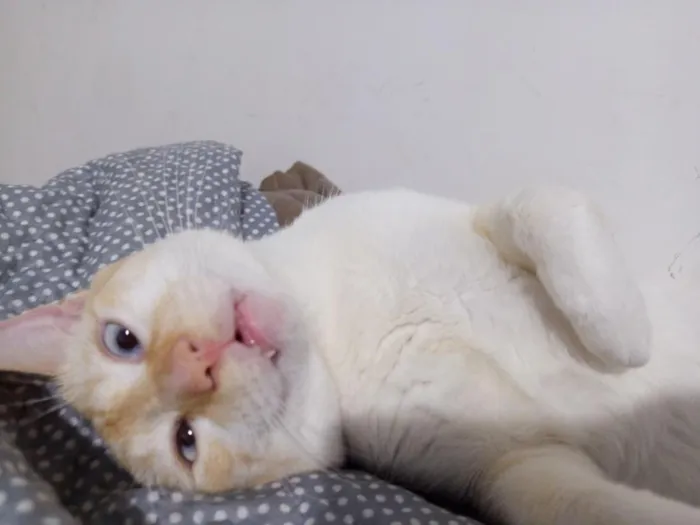 Gato raça SRD-ViraLata idade 2 anos nome Mingau