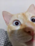 Mingau