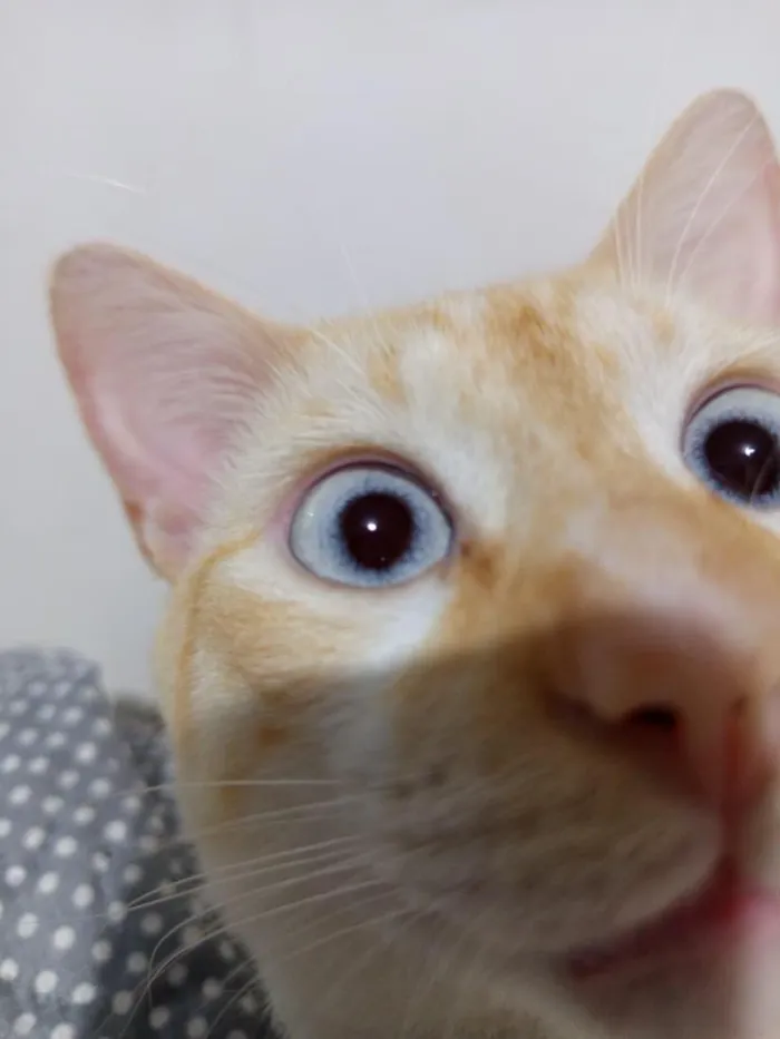 Gato raça SRD-ViraLata idade 2 anos nome Mingau