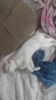 Mingau
