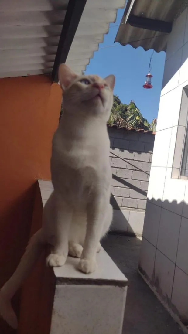 Gato raça SRD-ViraLata idade 2 anos nome Mingau