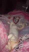 Mingau
