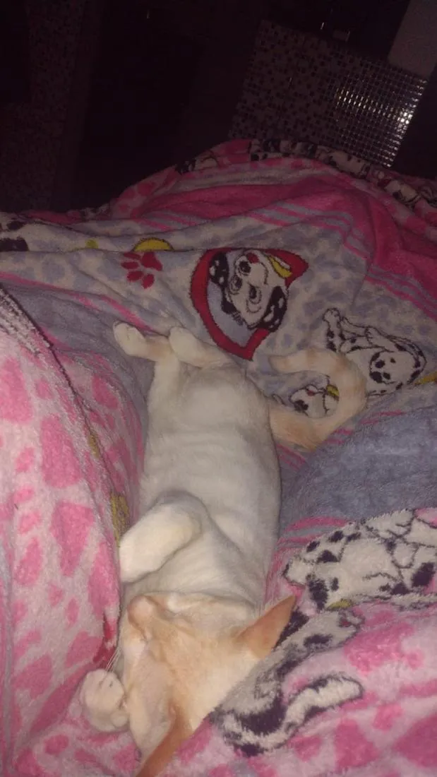 Gato raça SRD-ViraLata idade 2 anos nome Mingau