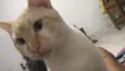 Mingau