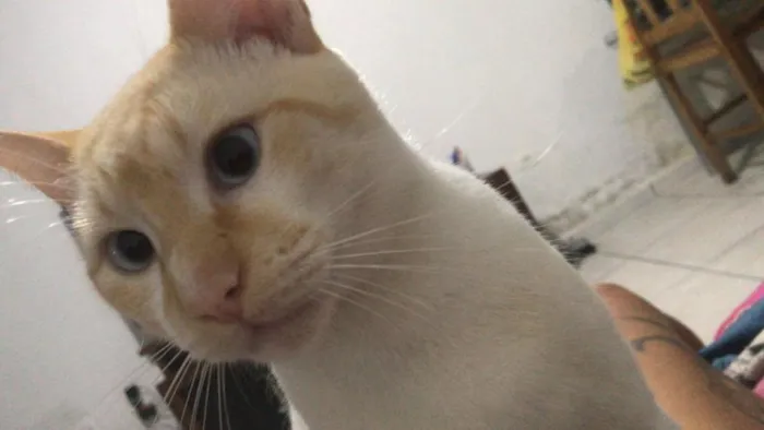 Gato raça SRD-ViraLata idade 2 anos nome Mingau