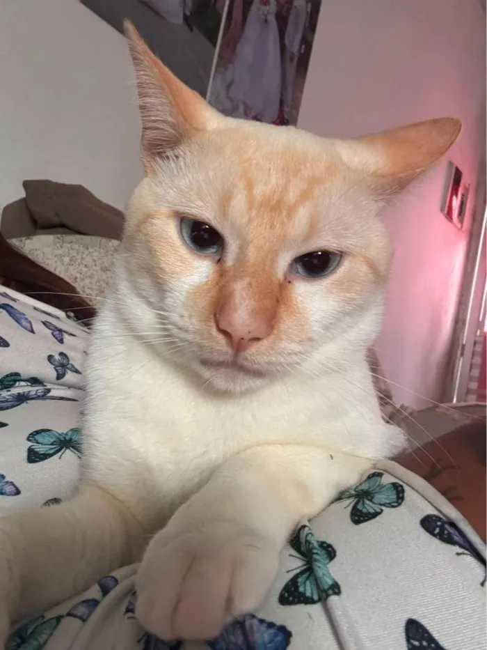 Gato raça SRD-ViraLata idade 2 anos nome Mingau