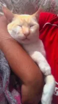 Mingau