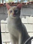 Mingau