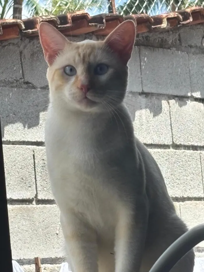 Gato raça SRD-ViraLata idade 2 anos nome Mingau