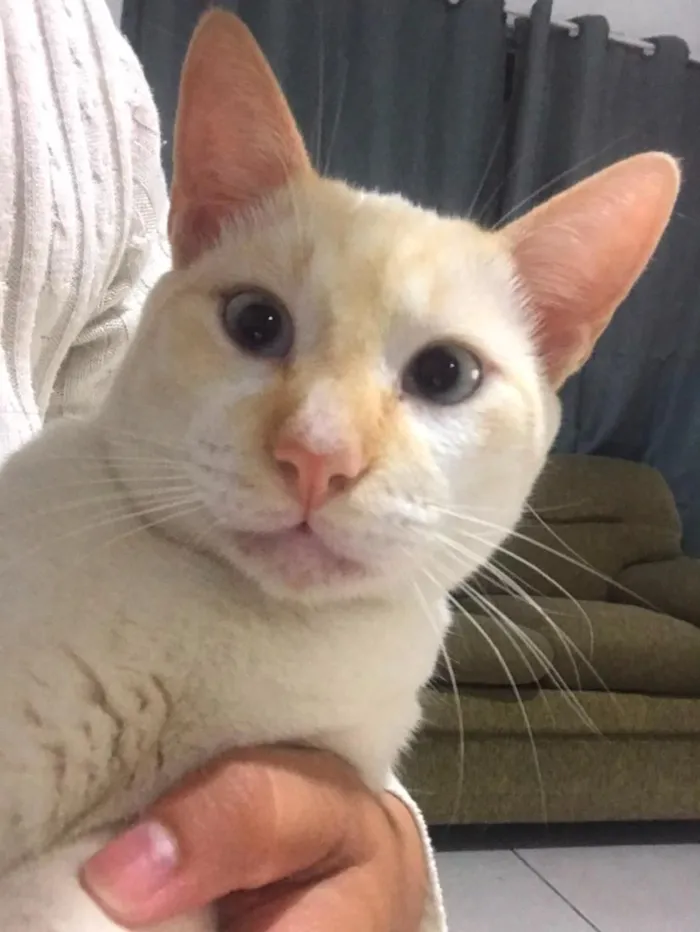 Gato raça SRD-ViraLata idade 2 anos nome Mingau