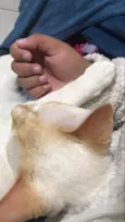 Mingau