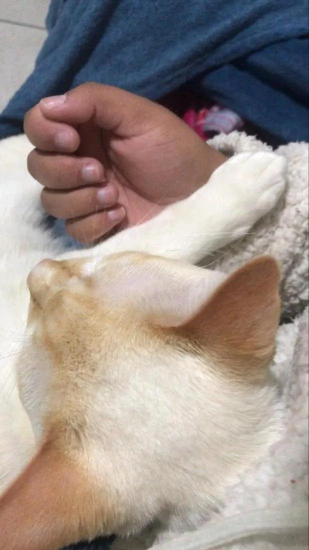 Gato raça SRD-ViraLata idade 2 anos nome Mingau