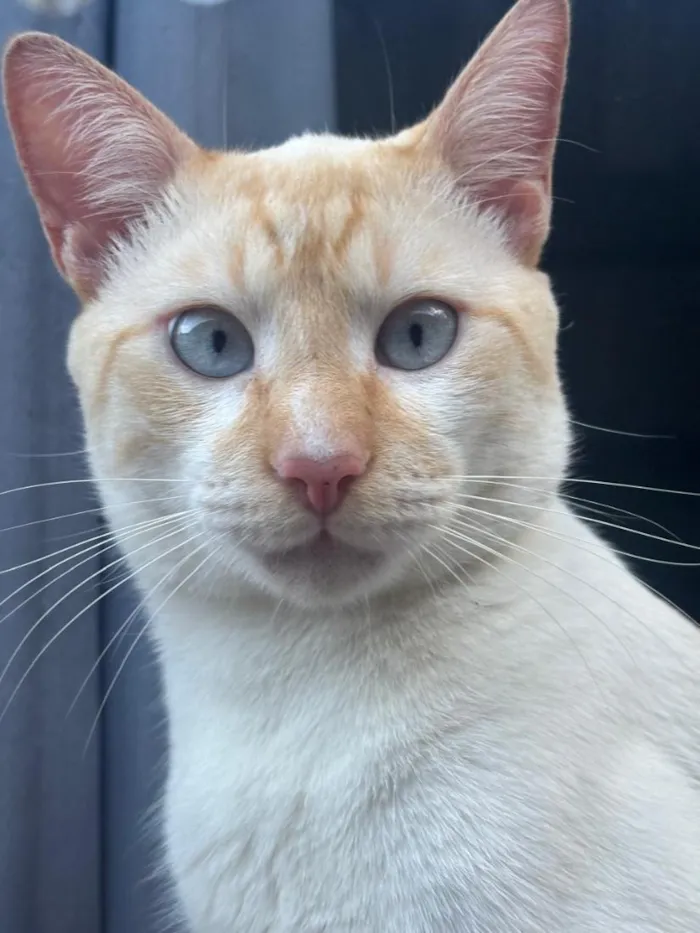 Gato raça SRD-ViraLata idade 2 anos nome Mingau