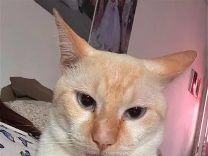 Gato raça SRD-ViraLata idade 2 anos nome Mingau