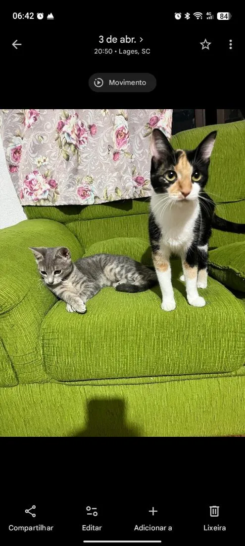 Gato raça SRD-ViraLata idade 7 a 11 meses nome Pérola e Penélope 