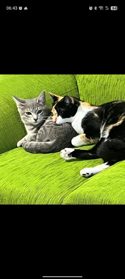 Gato raça SRD-ViraLata idade 7 a 11 meses nome Pérola e Penélope 