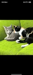 Pérola e Penélope