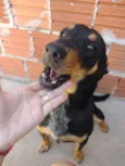 Chico