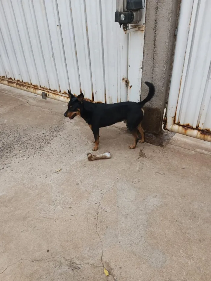 Cachorro raça SRD-ViraLata idade 3 anos nome Chico