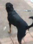 Chico