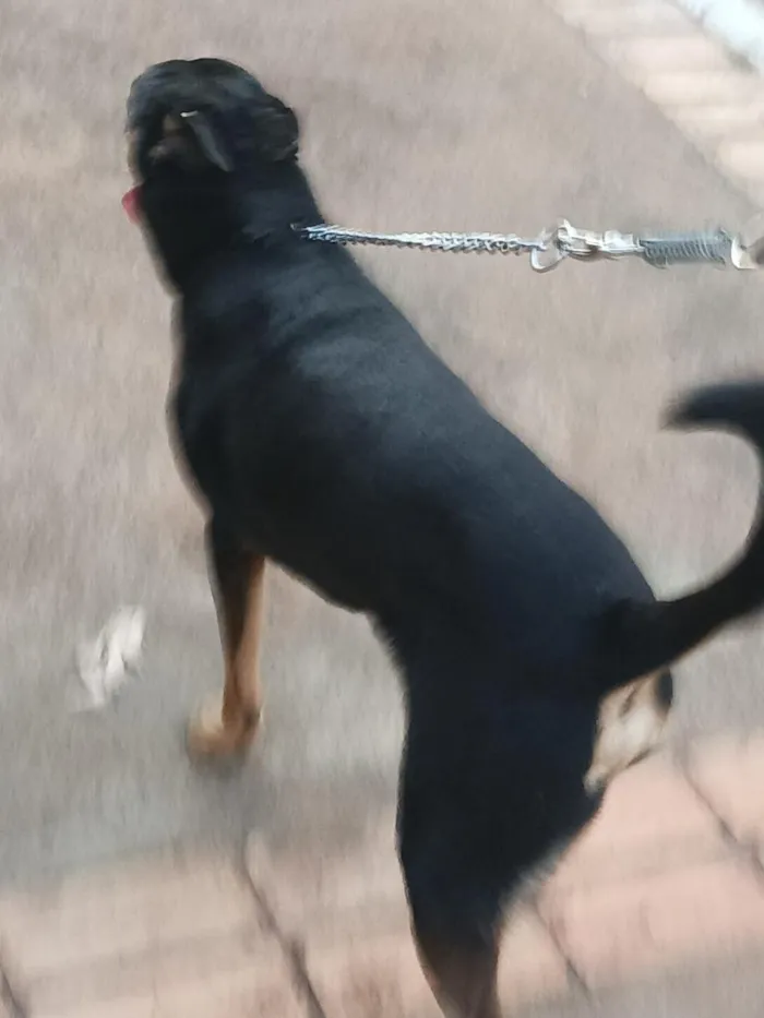 Cachorro raça SRD-ViraLata idade 3 anos nome Chico