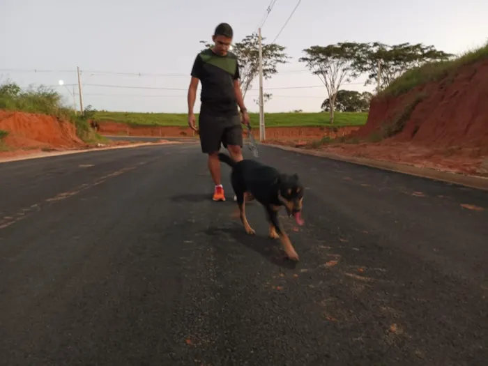 Cachorro raça SRD-ViraLata idade 3 anos nome Chico
