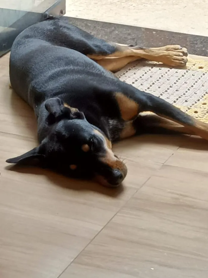Cachorro raça SRD-ViraLata idade 3 anos nome Chico