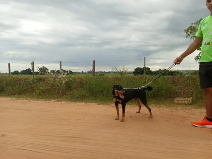 Cachorro raça SRD-ViraLata idade 3 anos nome Chico