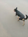 Chico