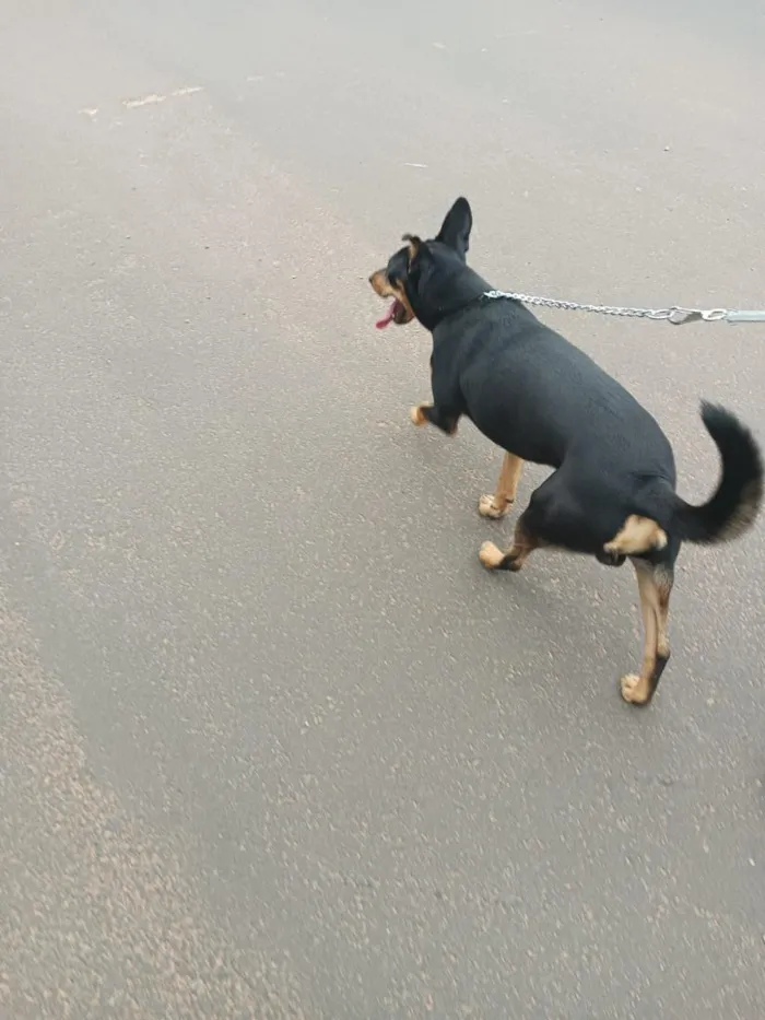 Cachorro raça SRD-ViraLata idade 3 anos nome Chico
