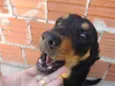 Chico