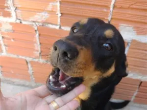 Cachorro raça SRD-ViraLata idade 3 anos nome Chico