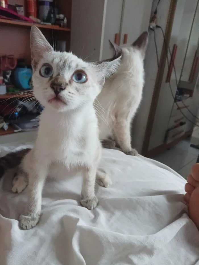 Gato raça Siamês idade 2 a 6 meses nome estrela,nuvem, algodão 