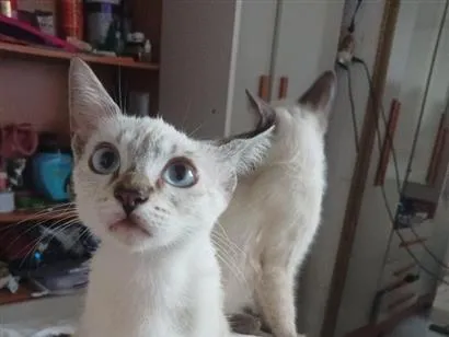 Gato raça Siamês idade 2 a 6 meses nome estrela,nuvem, algodão 
