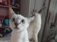 estrela,nuvem, algodão