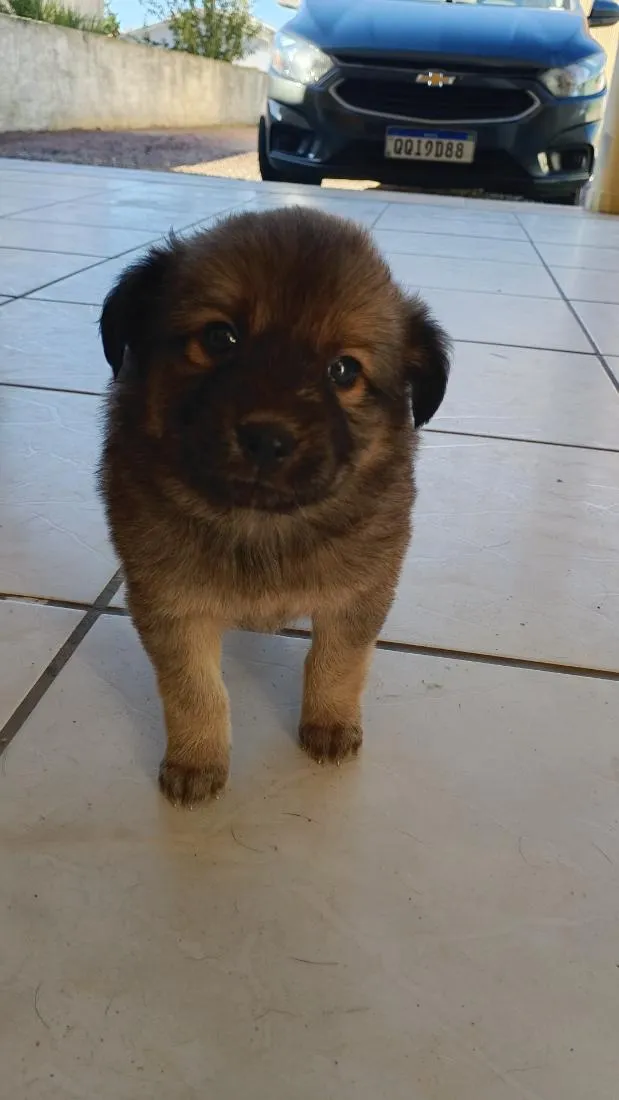 Cachorro raça SRD-ViraLata idade 2 a 6 meses nome sem nome 