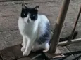 Mel