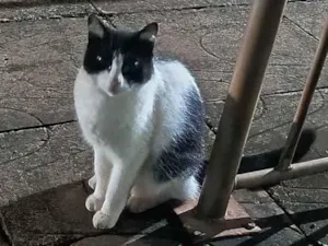 Gato raça SRD-ViraLata idade 1 ano nome Mel