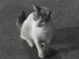 Pierre